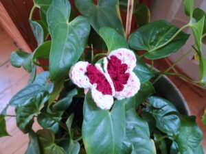 häkeln Schmetterling