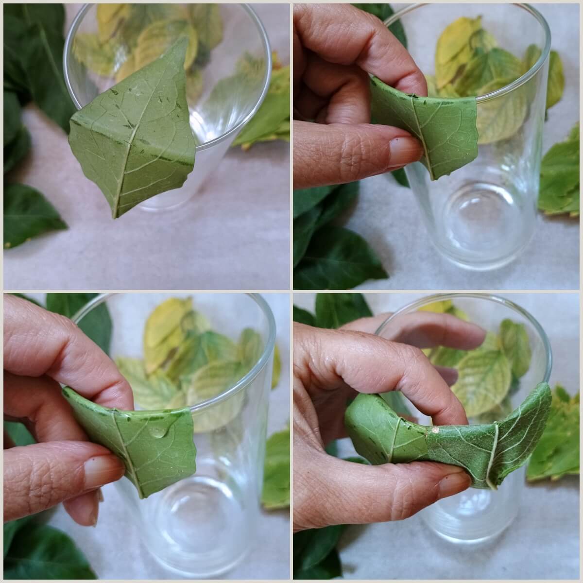 Erste Blätter am Glas anlegen